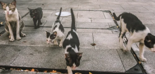 Gatos callejeros